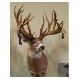Approximately 32 point, drop tine buck,