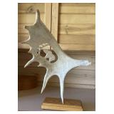 Polmated antler carving of eagle