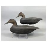2 New Jersey Black Duck Decoys