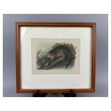 Original John James Audubon "Canada Otter"