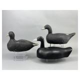 3 Coot Duck Decoys