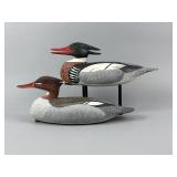 Anthony Hillman Pr. of Red-Breasted Mergansers
