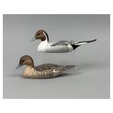 Katy Perdew Seibert Pr. of Miniature Pintails