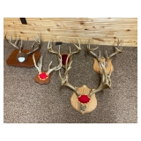 Miscellaneous deer horns 
