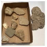 Indiana Fossils