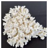White Lace Coral   5x6x4"