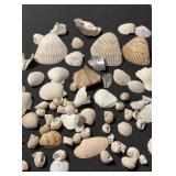 Sea Shells