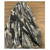 Large Natural Orthoceras Cephalopod Sample