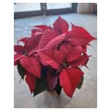 Shademakers greenhouse donated a flower