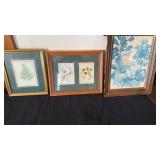 Framed Pressed Flowers and Others