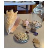Native American Artifacts and Shells