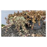 (2) Plastic Planters