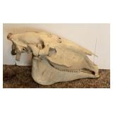 Bison Skull #3