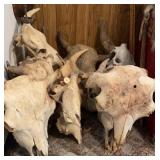 Bull Skulls