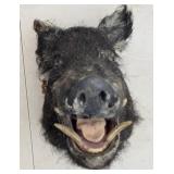 Wild Boar Taxidermy Mount