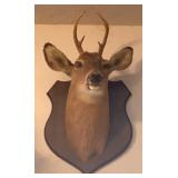 Mounted Buck