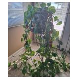 Philodendron Houseplant w/Plant Stand