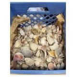 Crate of Sea Shells/ Rocks
