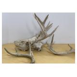 Deer skull & antlers