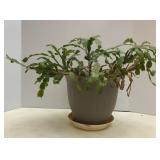 Christmas Cactus (2gal pot)