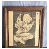John Audubonï¿½s 'Icelands Birdsï¿½ reproduction