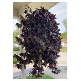 Wondering Jew Hanging Plant