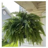 Hanging Fern