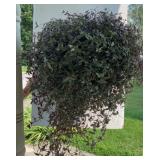 Wondering Jew Hanging Plant