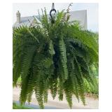 Hanging Fern
