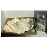 Assorted Seashells and Cut Glass Divided Bowl