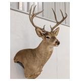 8-Point Whitetail Deer Shoulder Mount Taxidermy