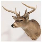 Non-Typical Whitetail Deer Shoulder Mount Taxiderm