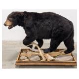 Canadian Black Bear Full Body Taxidermy Mount w/ H