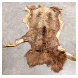 Tanned Barbarossa Ram Hide Taxidermy