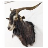 Catalina Spanish Goat Shoulder Mount Taxidermy