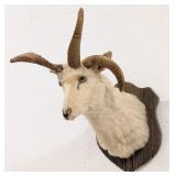 4 Horned Jakobs Ram Shoulder Mount Taxidermy on Ba