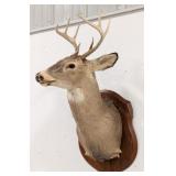 8-Point Whitetail Deer Shoulder Mount Taxidermy on
