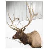 Very Large Bull Elk Shoulder Mount Taxidermy