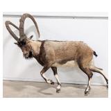 Ibex Full Body Taxidermy Mount Missing Base