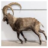Ibex Full Body Taxidermy Mount