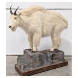 Mountain Goat Full Body Taxidermy Mount on Rolling