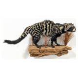 African Civet Cat Full Body Taxidermy Wall Mount