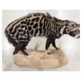 African Civet Cat Full Body Taxidermy Mount on Hab