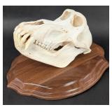 Baboon Skull Taxidermy Mount on Plaque