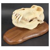 Baboon Skull Taxidermy Mount on Plaque