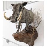 African Warthog Half Body Taxidermy Wall Mount