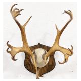 Vtg Caribou Antler Mount on Plaque