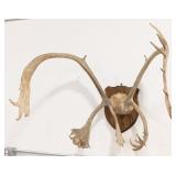 Caribou Antler & Skull Plate Mount on Plaque