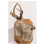 Jackalope Jack Rabbit Pair Shoulder Mount Taxiderm