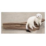 Short Tailed Ermine White Weasel on Drift Wood